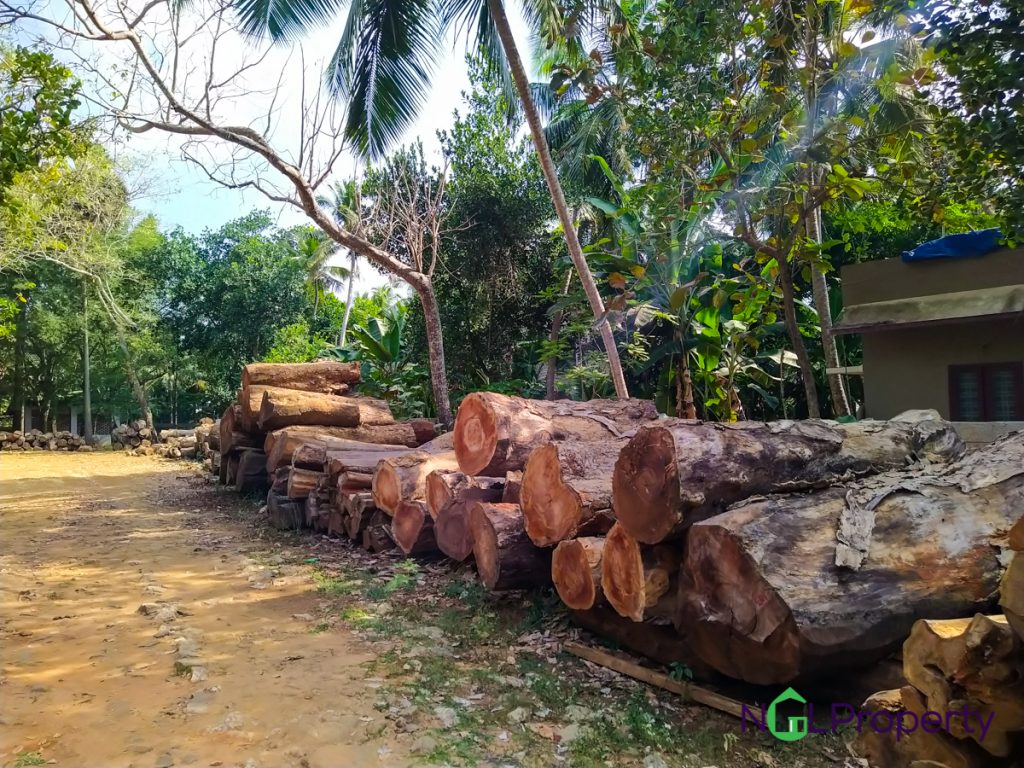 Teak Wood And Jack Wood For Sale Ngl Property