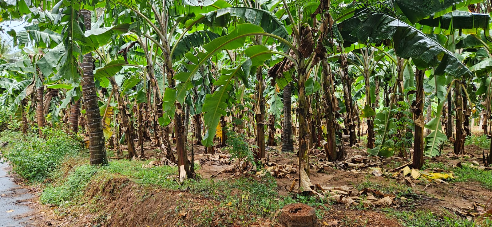 Land For Sale In Allankottai, Nagerocoil House For Sale In Nagercoil